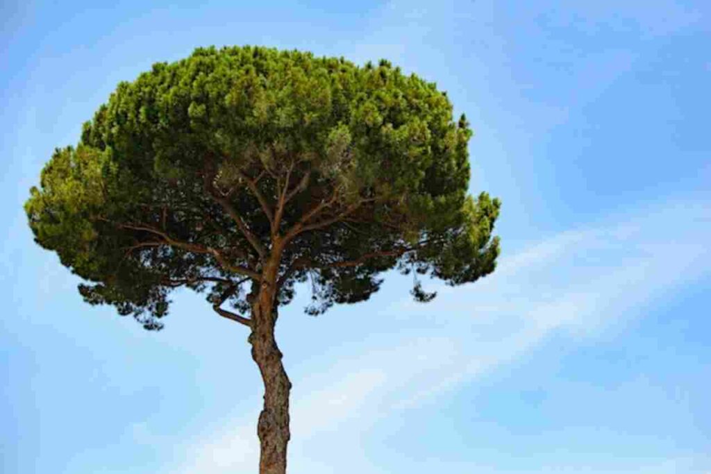 "Sandbox Tree: World's Most Dangerous Tree"