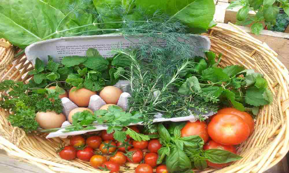 Sustainable agriculture field with healthy crops, symbolizing eco-friendly farming.