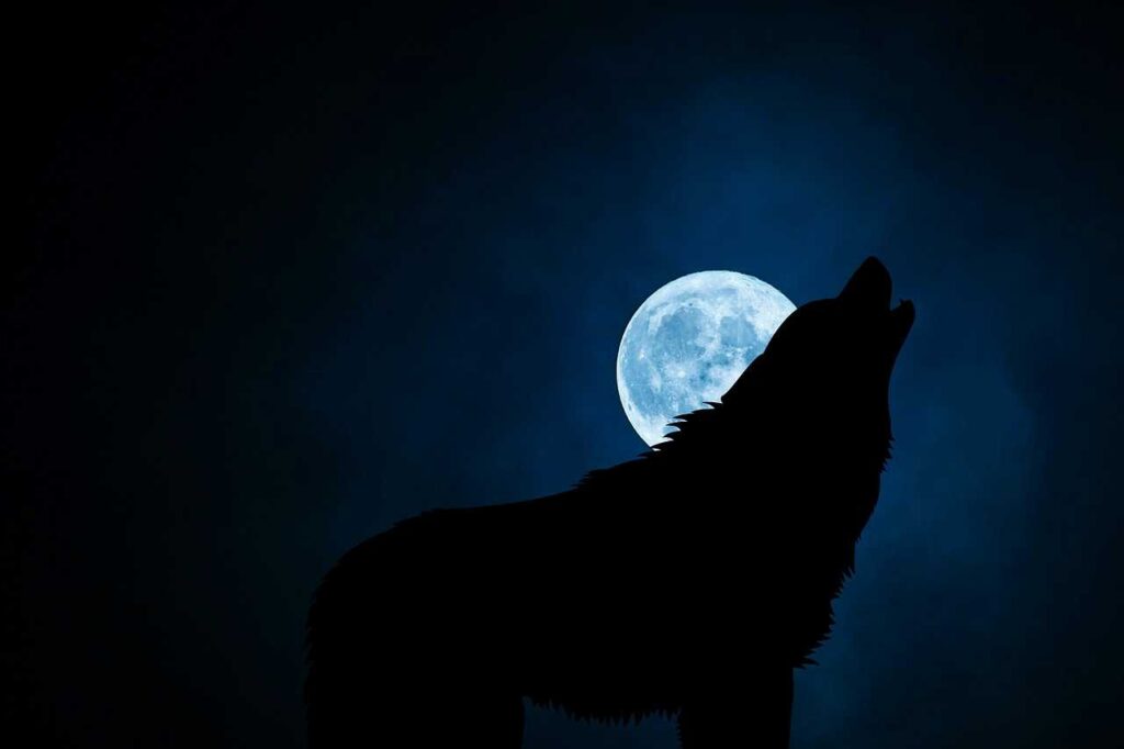 "Werewolf silhouette against a full moon."