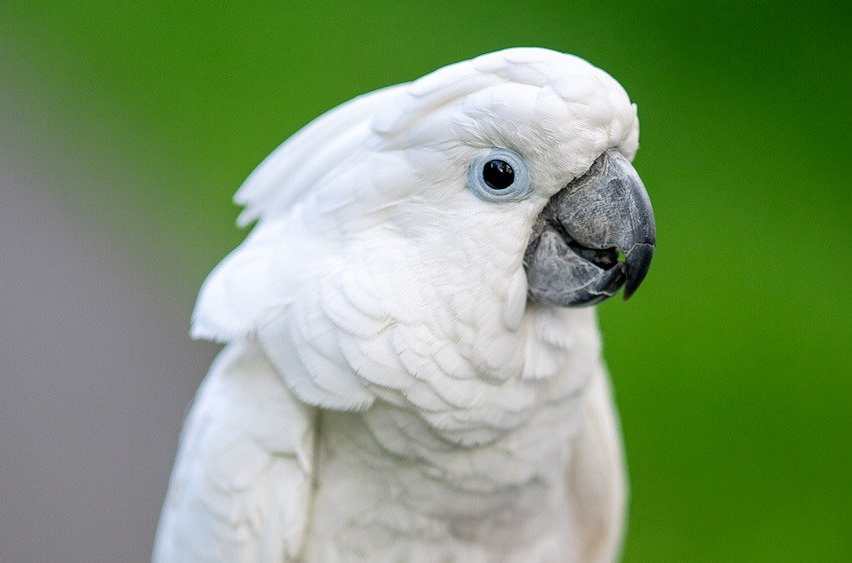 Colorful parrot perched on a branch.