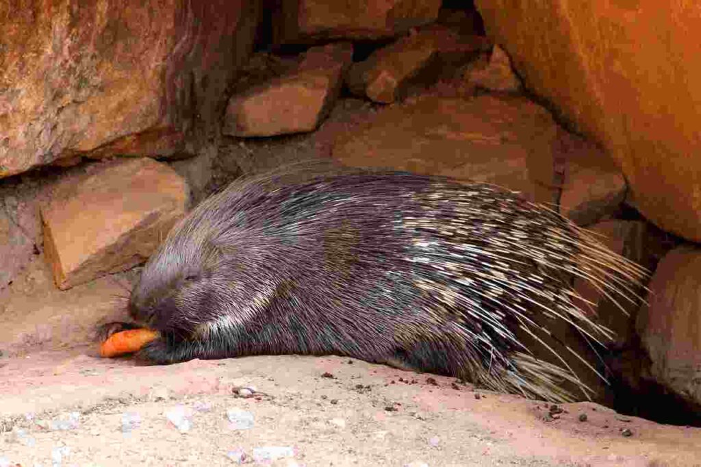 A curious porcupine exploring its natural habitat.