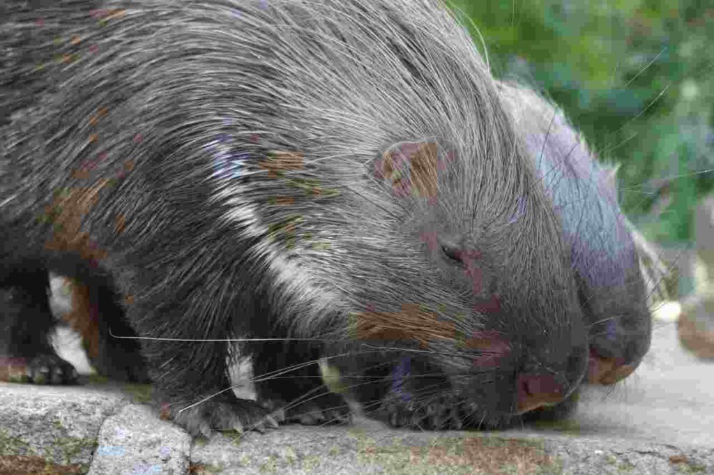 A curious porcupine exploring its natural habitat.