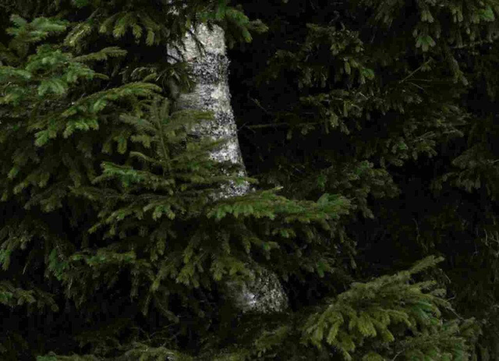 "Metaphors for Growth Explained"