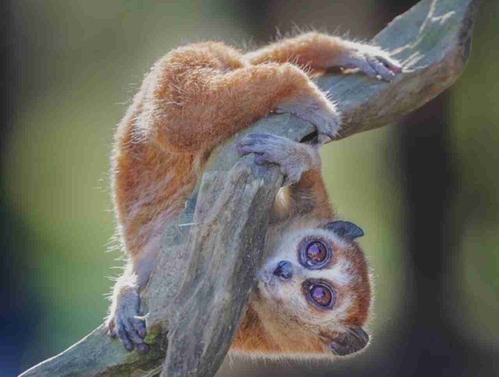 "Bushbaby: 23 Fascinating Facts"