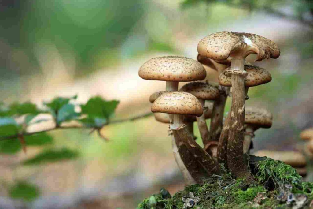 "Assorted Mushrooms on a Plate"