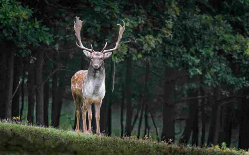 "Image of a diverse wildlife scene."
