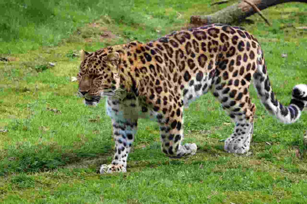 "Image showcasing a collection of rare and rarest animals in their natural habitats."