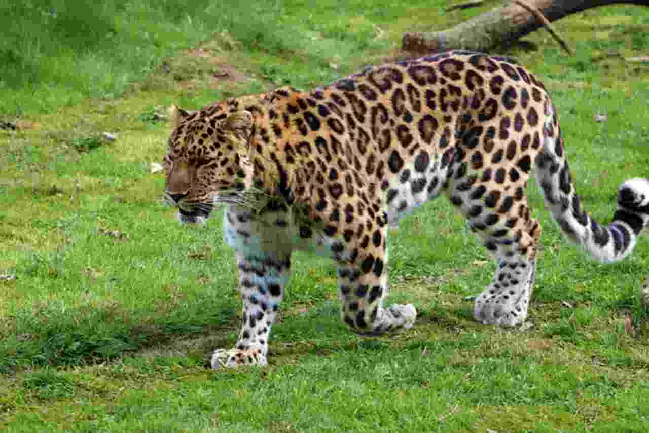 The World’s 10 Rarest Animals: Discovering Nature’s Most Unique ...
