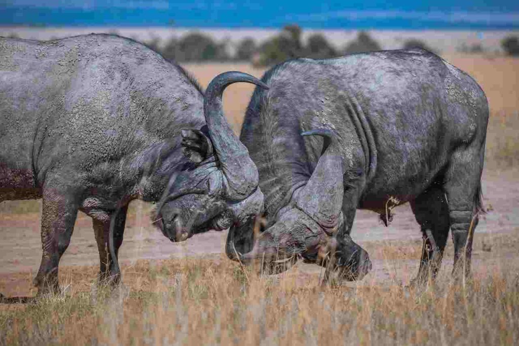 A striking image of a black cap buffalo grazing in a lush field, showcasing its distinctive black-tipped horns and robust physique.