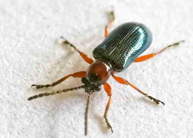 "Image of Bombardier Beetle"