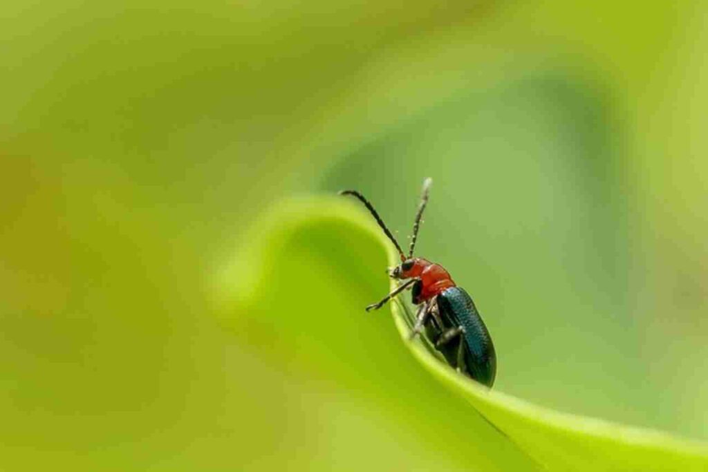 "Image of Bombardier Beetle"
