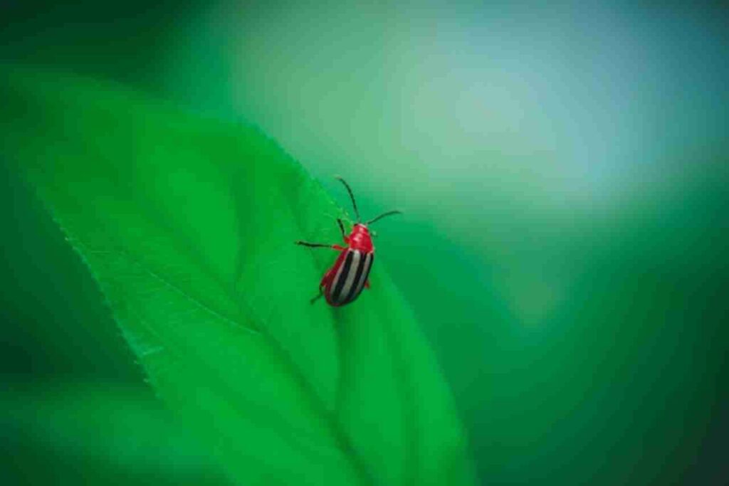 "Image of Bombardier Beetle"
