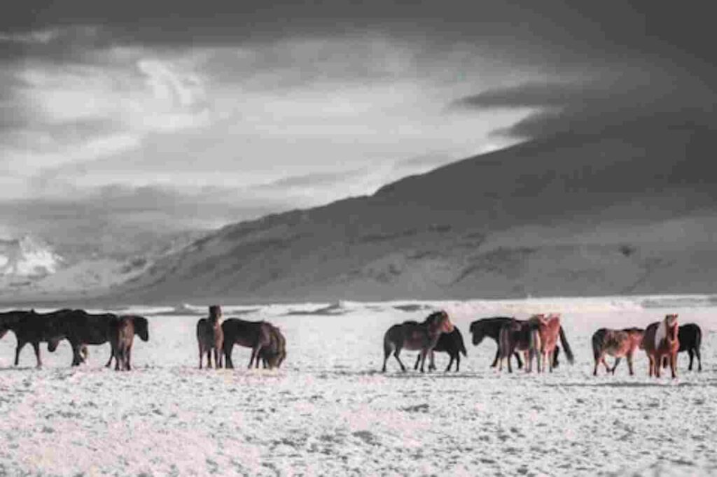 "Image: A group of Mongolian horses in a scenic landscape."