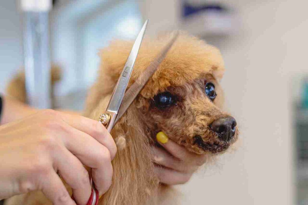 Deciphering dog grooming tipping etiquette – a guide for pet parents. How to Know How Much to Tip a Dog Groomer