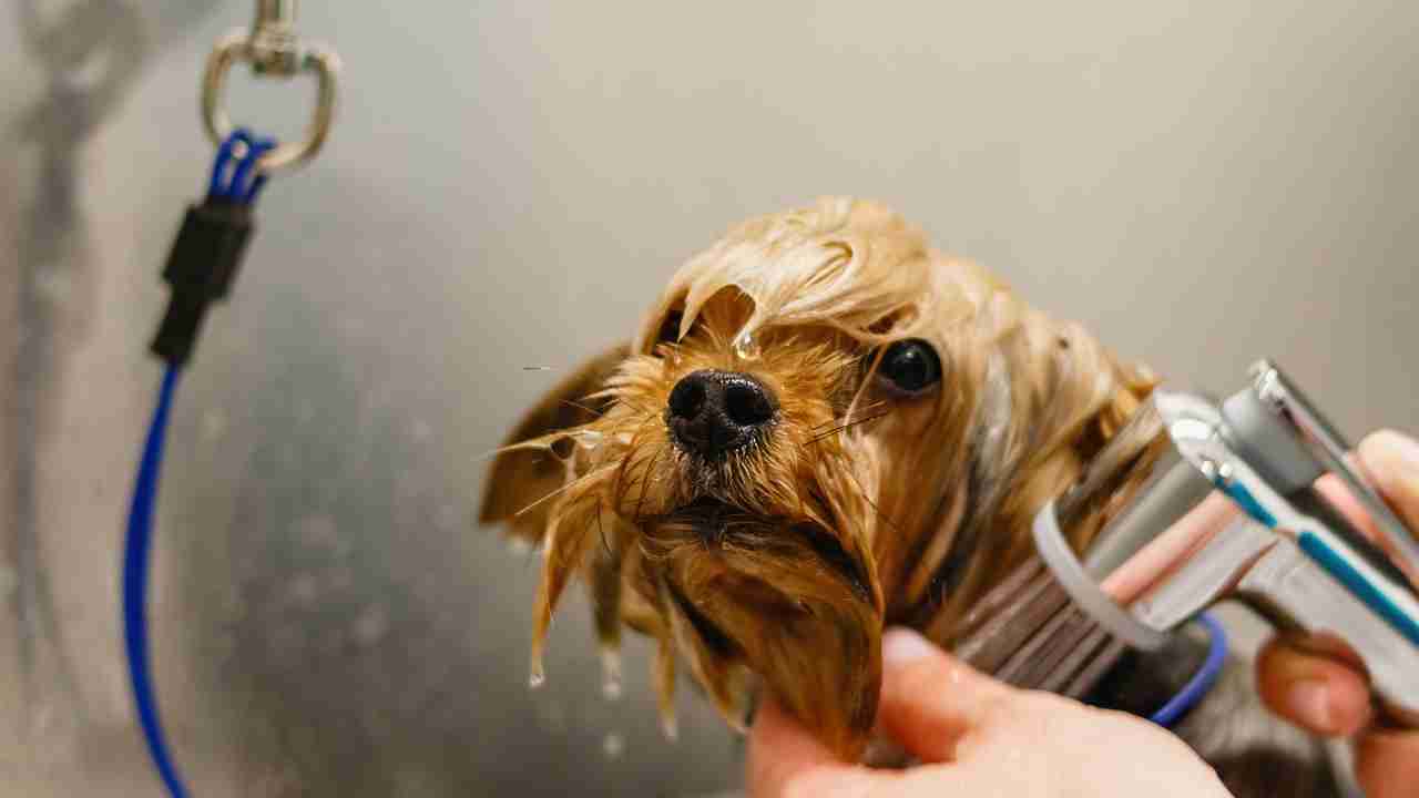 How Much Do I Tip a Dog Groomer: Ultimate Guide to Tipping Right