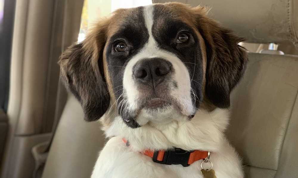 A happy dog in a travel crate, ready for an adventure.