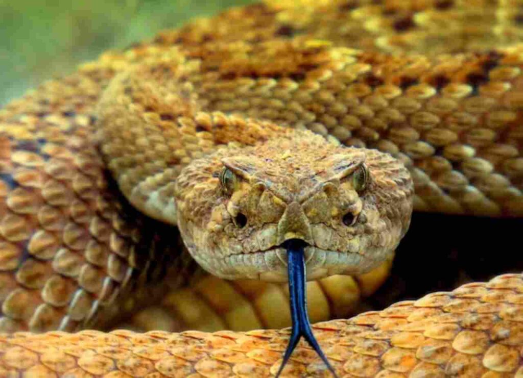 Largest snakes in the world: "Image showing a variety of large snakes coiled and stretched, representing the diversity of the world's largest serpents."