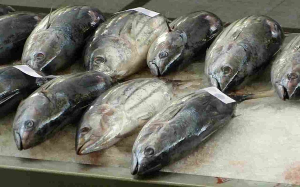 "A guide to tuna fishing, exploring the ocean's treasure. Learn the ultimate tips and techniques for a successful tuna fishing experience.""A guide to tuna fishing, exploring the ocean's treasure. Learn the ultimate tips and techniques for a successful tuna fishing experience."