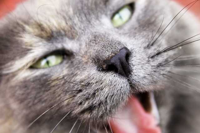A serene cat resting comfortably, showcasing a calm demeanor after effective aggression management.