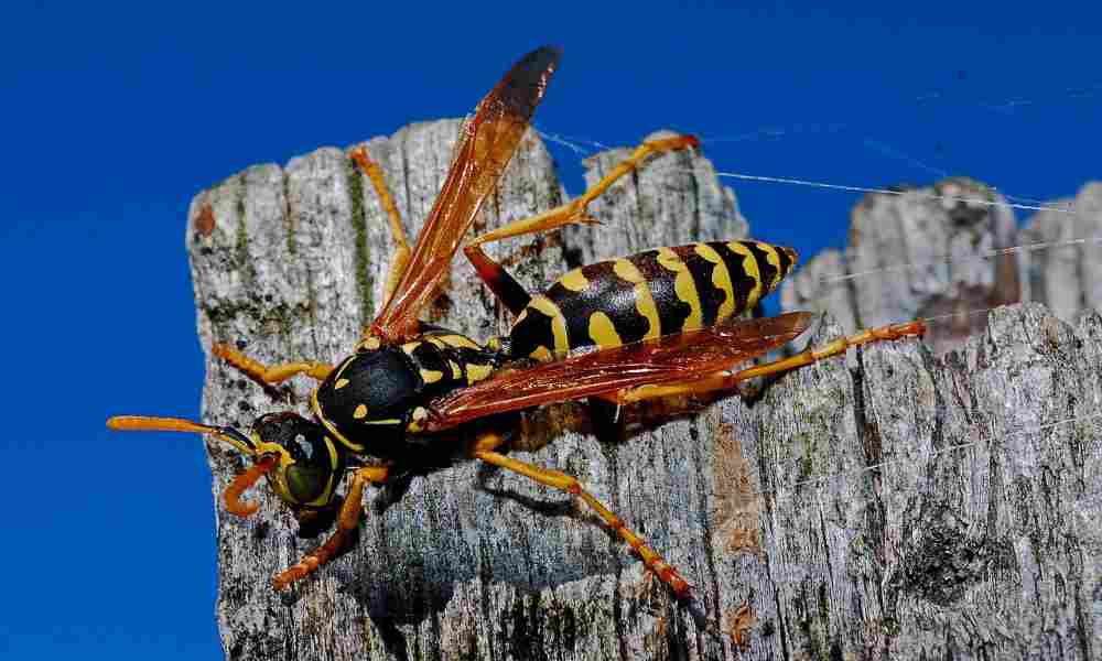 Protect yourself from wasps attacks with these expert tips.