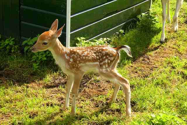 Adorable goats and educational fun at our petting zoo – a unique experience for all ages