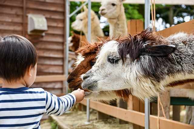 Adorable goats and educational fun at our petting zoo – a unique experience for all ages