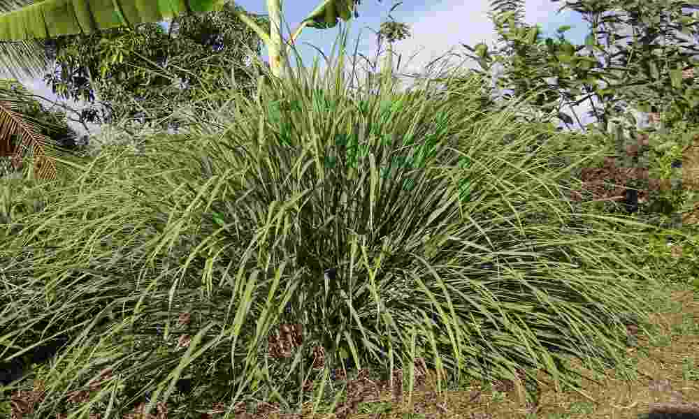 Aromatic lemongrass stalks on a cutting board, ready to enhance culinary creations and wellness routines.