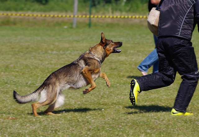 Woman using defensive stance against aggressive dog, demonstrating safety measures during a dog attack.